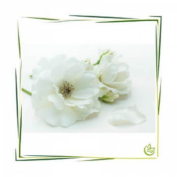 Hydrolat Rosen Alba Natural BIO